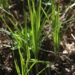 Laîche des marais_1306