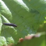 Galéruque de l&rsquo;aulne_1358