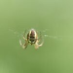 Mangora acalypha_1362