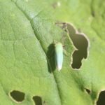 Cicadelle verte_1364
