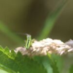 Conocéphale des roseaux_1366