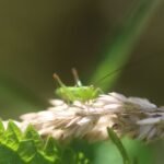 Conocéphale des roseaux_1369