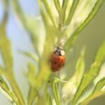 Coccinelle asiatique_1367