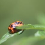 Coccinelle asiatique_1368