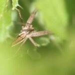 Pisaure admirable_1371