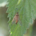 Leptis pointillé_1372