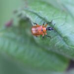 Apodère du noisetier_1373