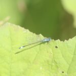 Agrion élégant_1376