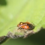 Deraeocoris ruber_1399