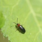 Tillus elongatus_1402