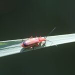 Téléphore fauve_1404