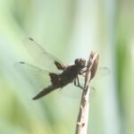 Libellule déprimée_1406