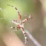 Argiope fasciée_1409