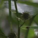 Rubanier dressé_1414