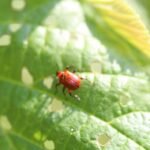 Apodère du noisetier_1415