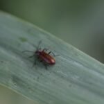 Lagrie hérissée_1416