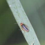 Téléphore noir_1417