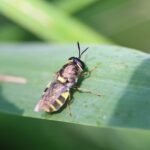 Stratiomys potamida_1418