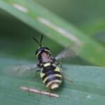 Stratiomys potamida_1419