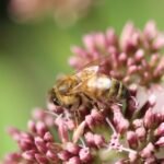 Abeille européenne_1420