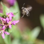 Mélitte de la Salicaire_1421