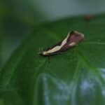 Harpella forficella_1423