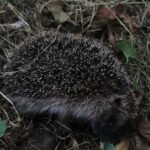 Hérisson d&rsquo;Europe_1427