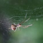 Linyphia triangularis_1463