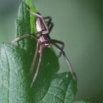 Pisaure admirable_1464