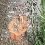 Castor d&rsquo;Europe_1509