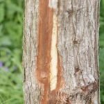 Castor d&rsquo;Europe_1510