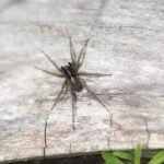 Pardose du groupe lugubris_1511