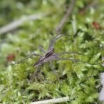 Pisaure admirable_1512