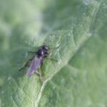 Mouche de la Saint-Jean_1513