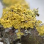 Parmélie des murailles_1514