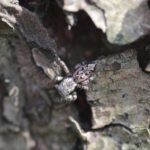 Marpissa muscosa_1516