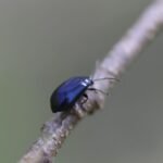 Galéruque de l&rsquo;aulne_1517