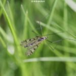 Limnophila schranki_1518