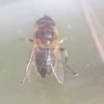 Eristale opiniâtre_1519