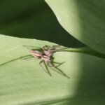 Pisaure admirable_1521