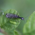 Raphidie notée_1545