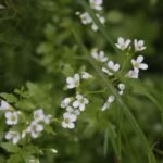 Cardamine amère_1544