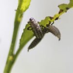 Chrysomèle maculée_1551