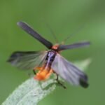 Téléphore bicolore_1547