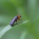 Téléphore bicolore_1548