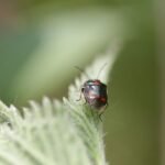 Punaise potagère_1552