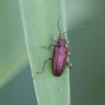 Plateumaris sericea_1553