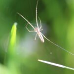Tétragnathe étirée_208