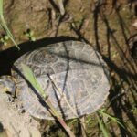 Tortue de Floride_203