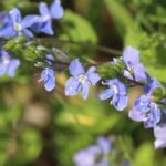 Cresson de cheval_204